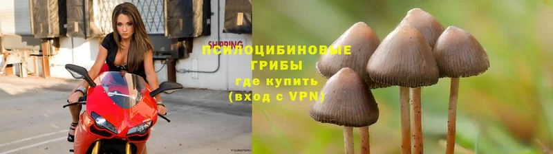 Псилоцибиновые грибы Cubensis  Грязовец 